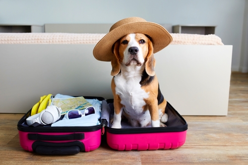 dog in a vacation hat while staying in a rental home in the north shore of massachusetts that has been renovated to increase profits